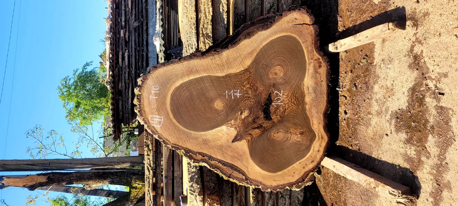 Walnut circle #4