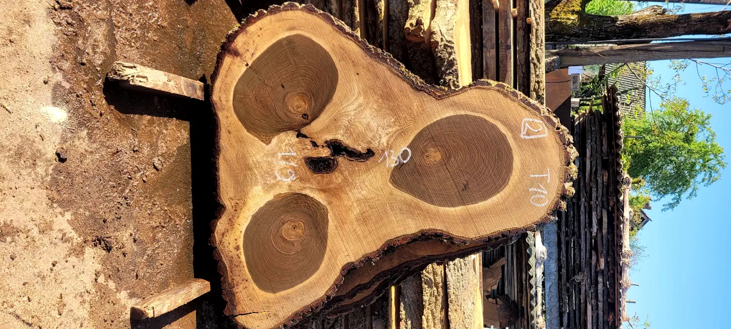 Walnut circle #2