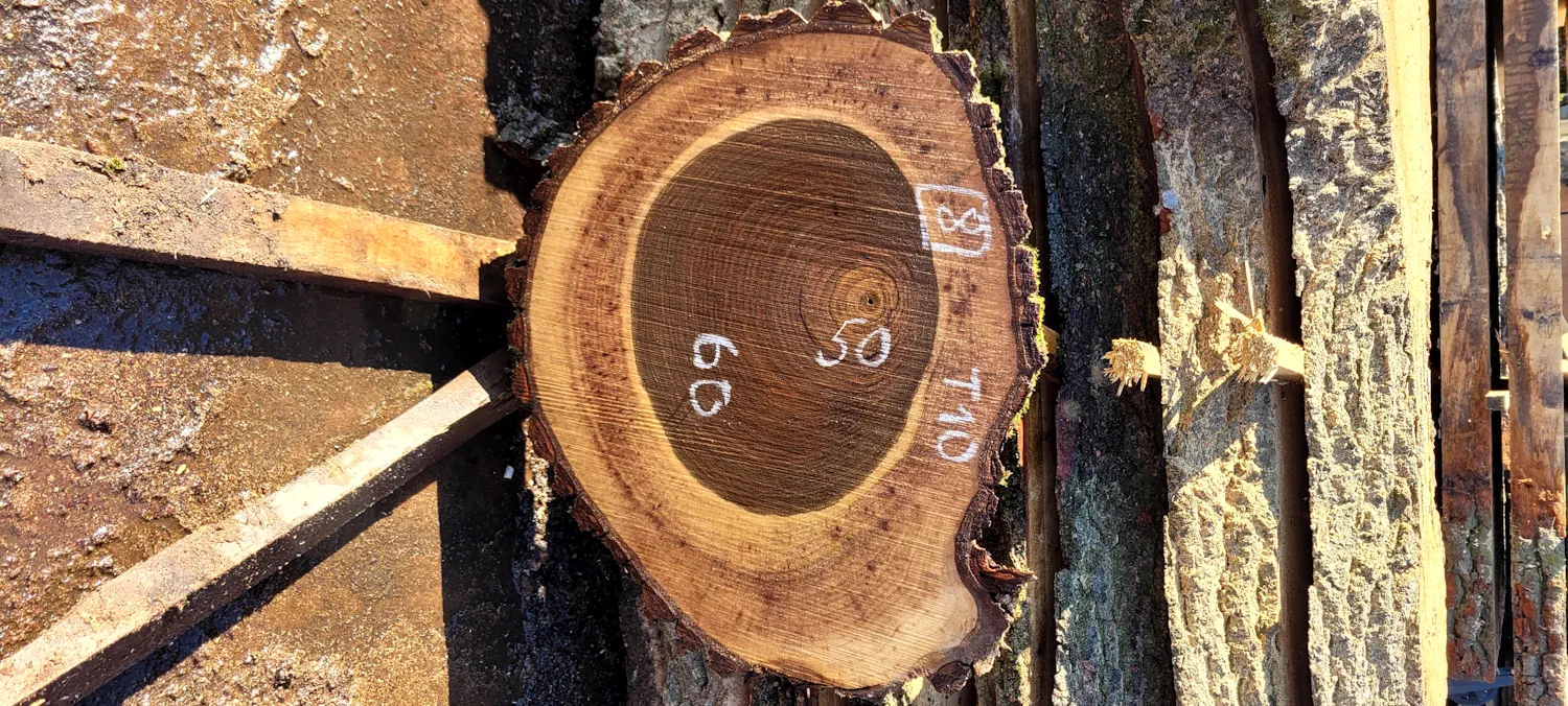 Walnut circle #8