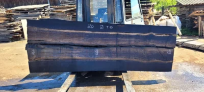 Bog oak #2