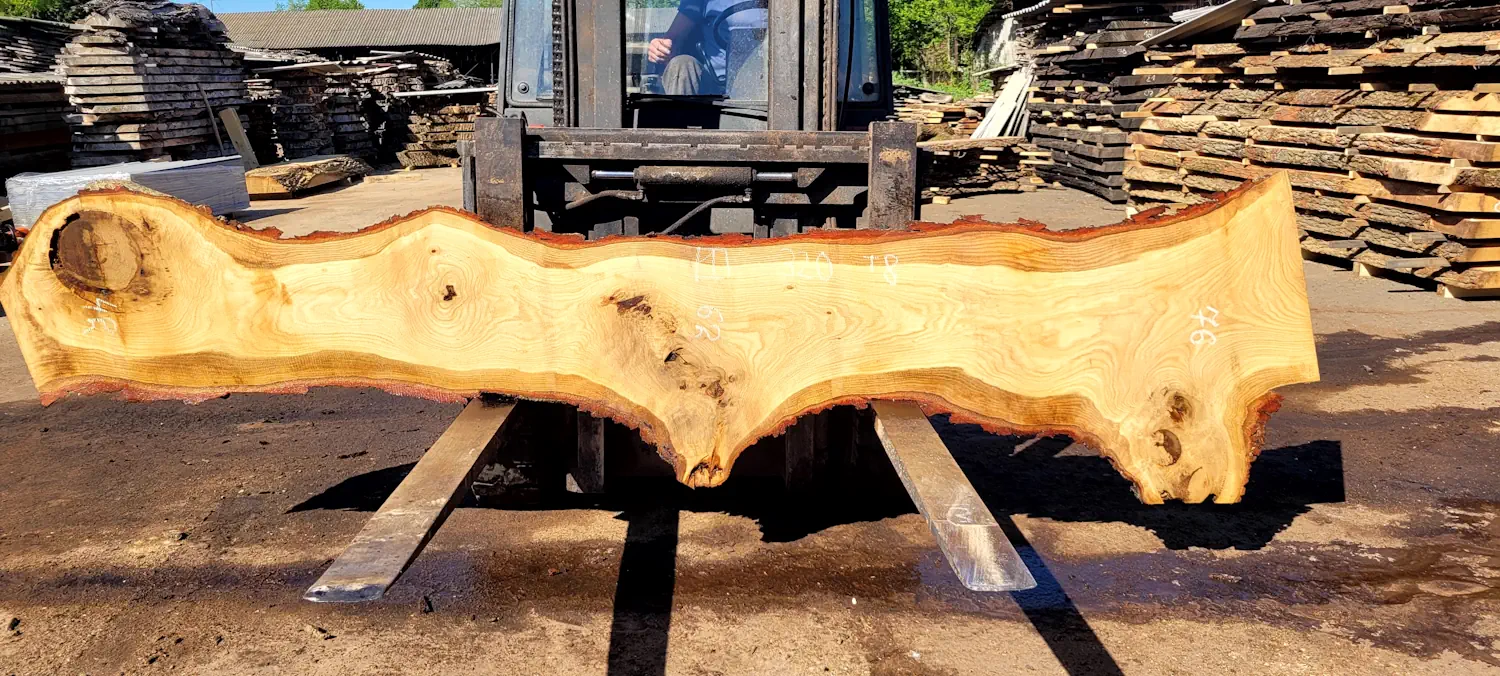Oak #1