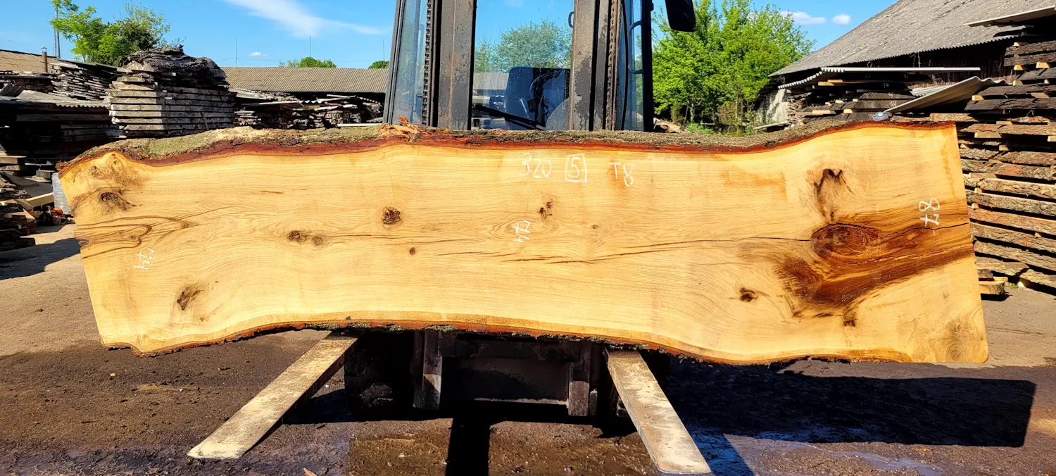Oak #5