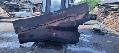 Bog oak #37