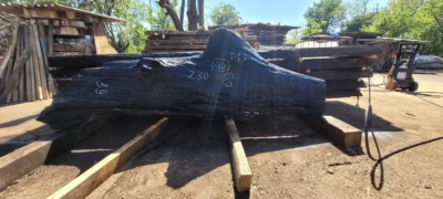Bog oak #40