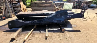 Bog oak #41