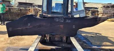 Bog oak #42
