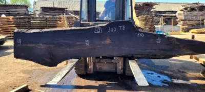 Bog oak #43