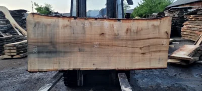 Oak #24