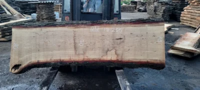 Oak #26