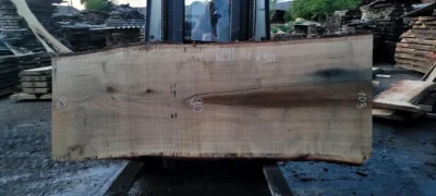 Oak #29