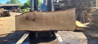 Oak #31