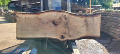 Oak #37