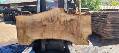 Oak #43