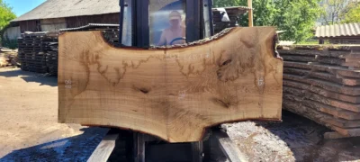 Oak #45