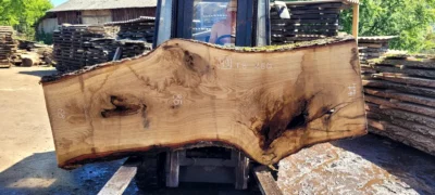 Oak #49