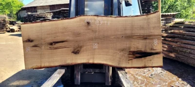 Oak #51