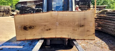 Oak #53