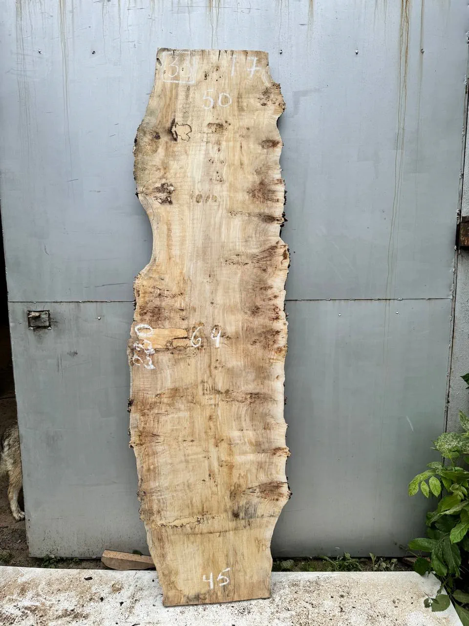 Cape poplar #33