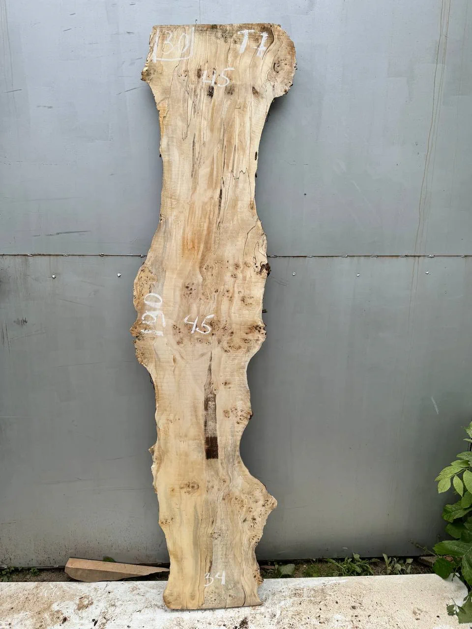 Cape poplar #30