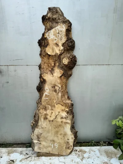 Cape poplar #52