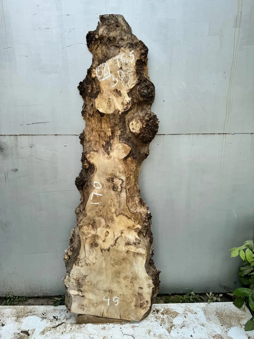 Cape poplar #52