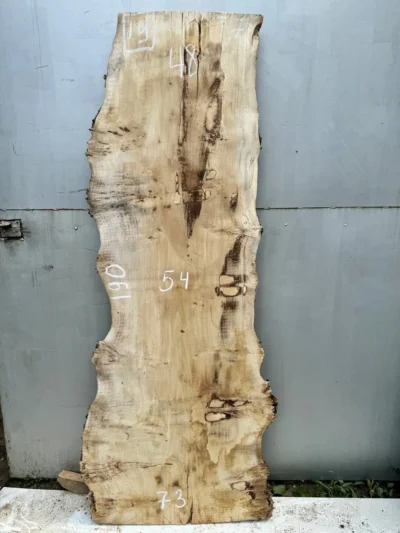 Cape poplar #19