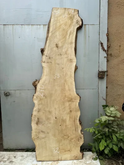 Cape poplar #40