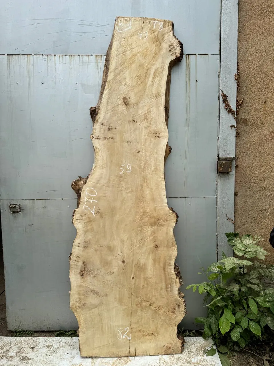 Cape poplar #40