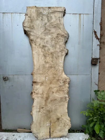Cape poplar #35