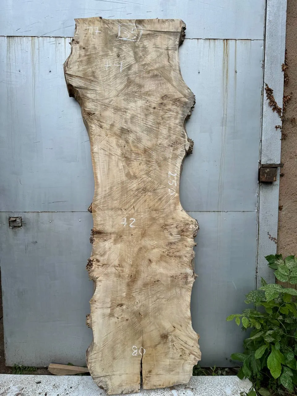 Cape poplar #35