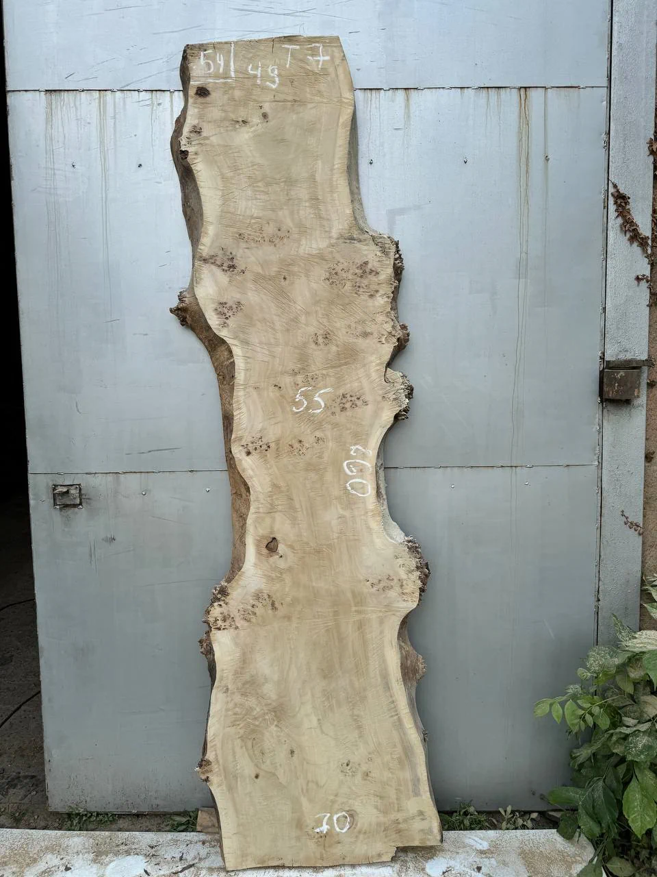 Cape poplar #54