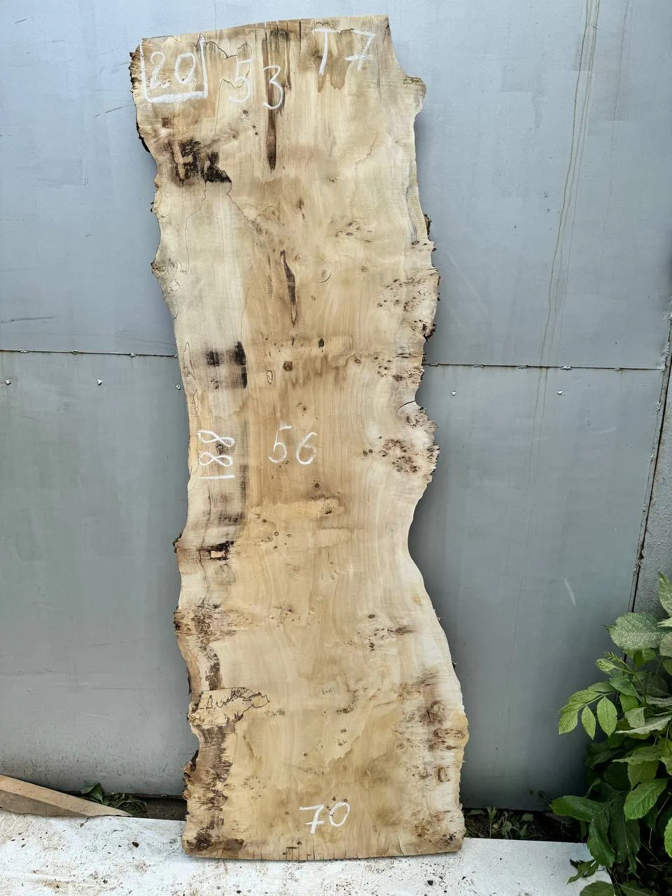 Cape poplar #20