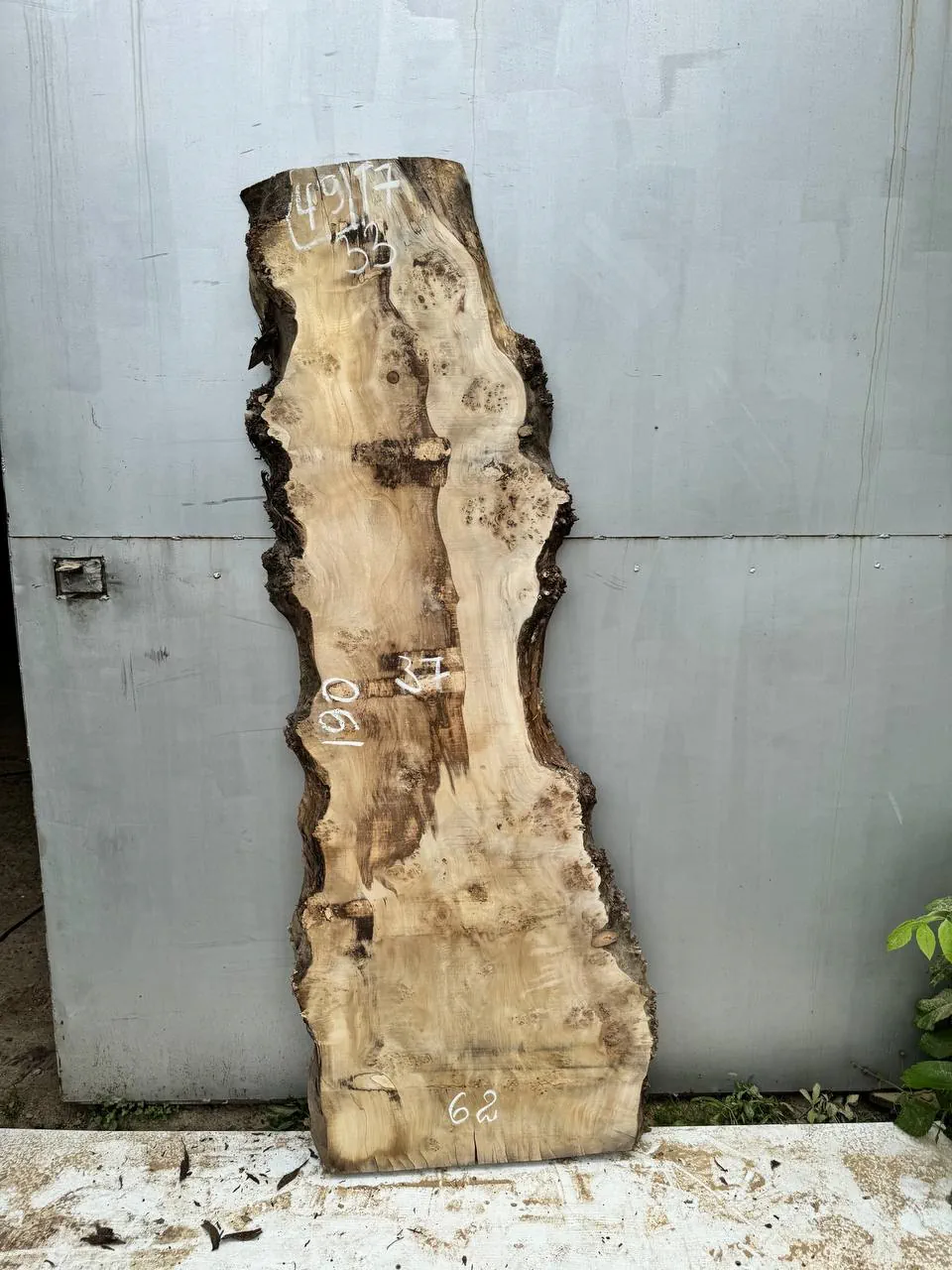 Cape poplar #49