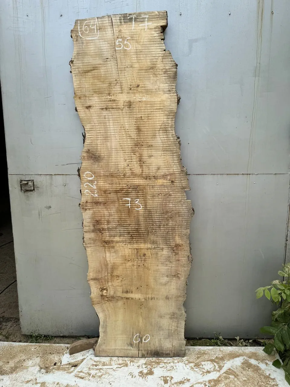 Cape poplar #64