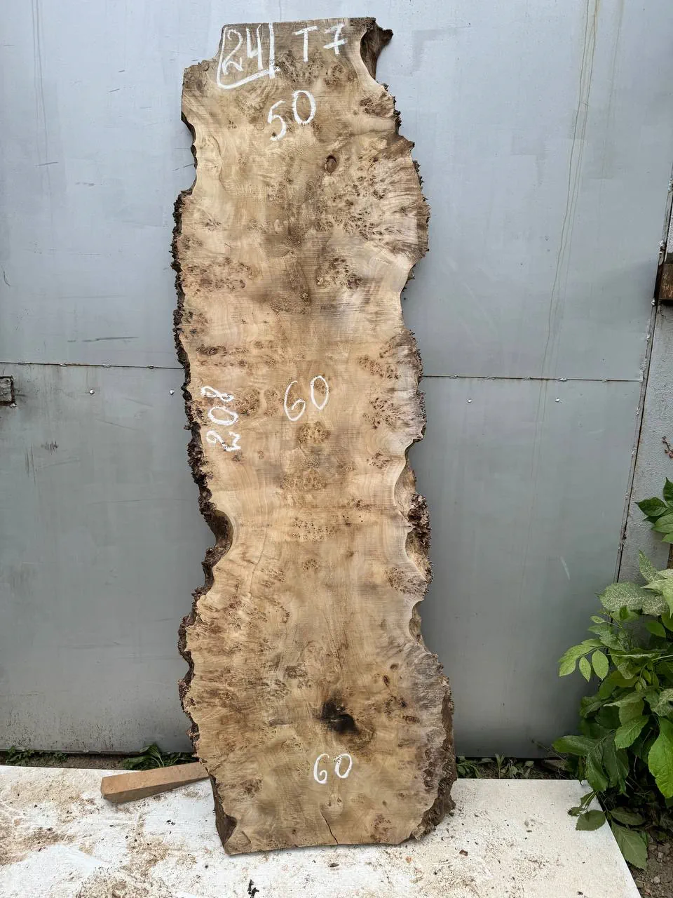 Cape poplar #24