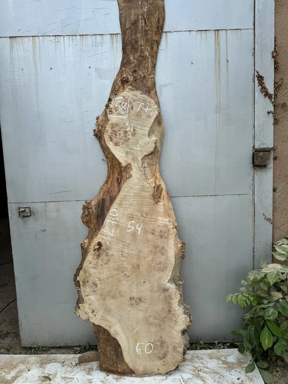 Cape poplar #58