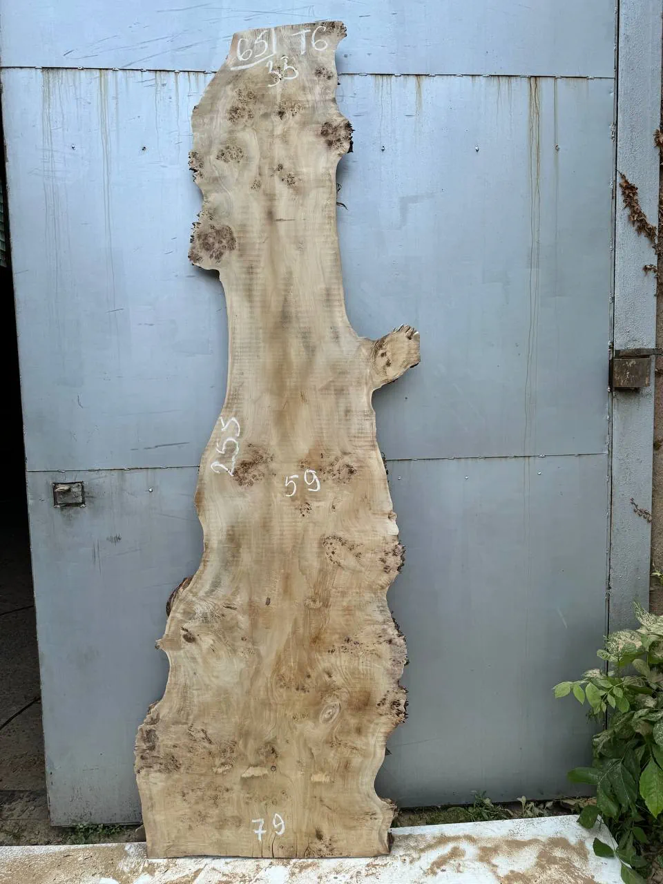 Cape poplar #65
