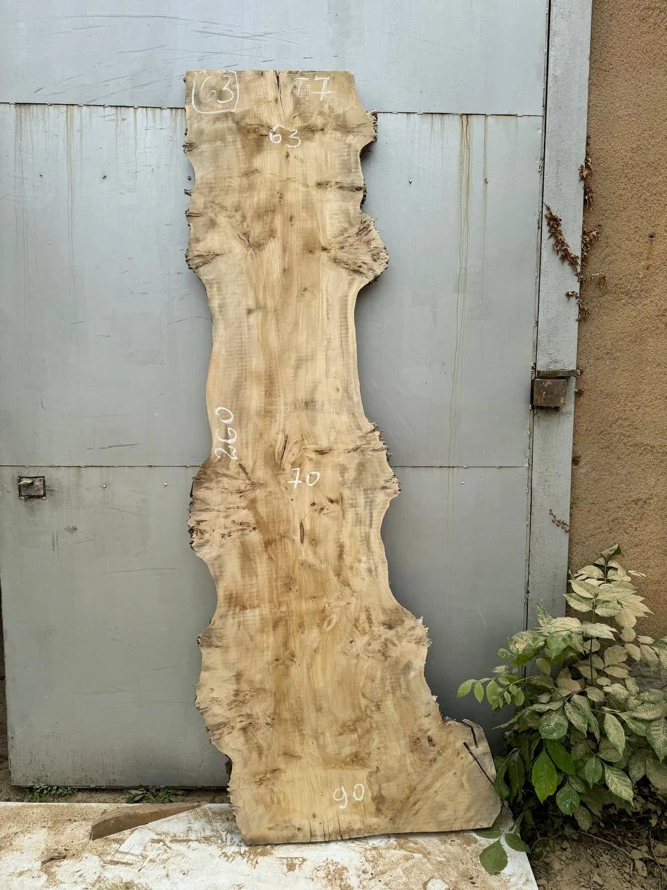 Cape poplar #63