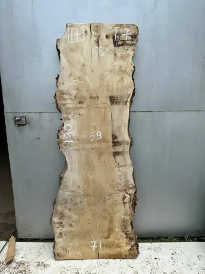 Cape poplar #17
