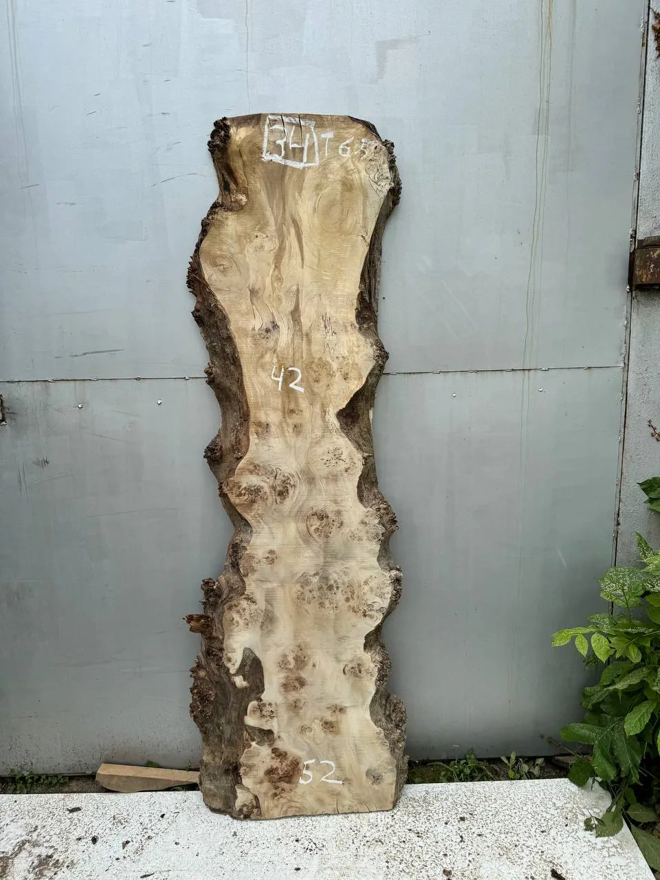 Cape poplar #34