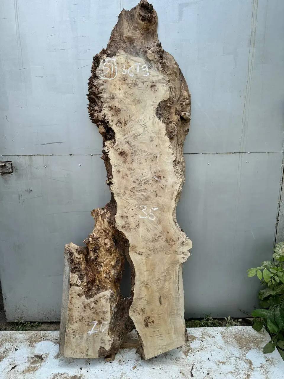Cape poplar #51