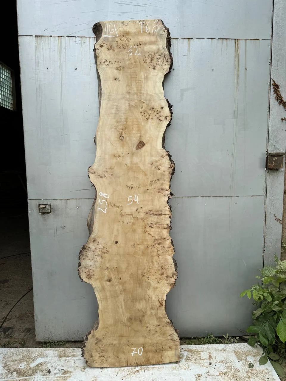 Cape poplar #46