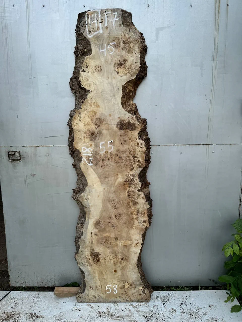 Cape poplar #14