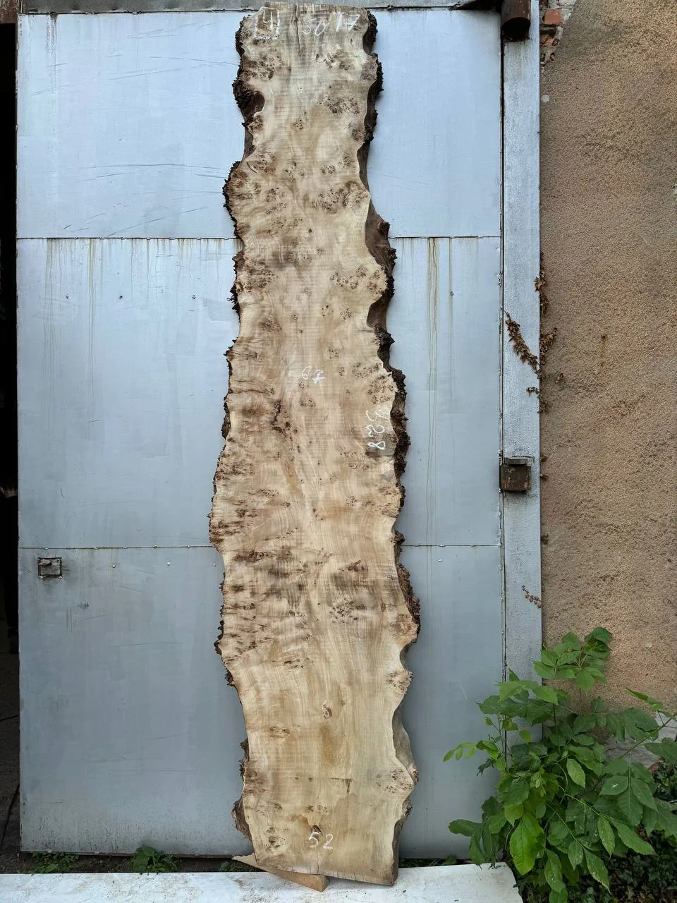 Cape poplar #4