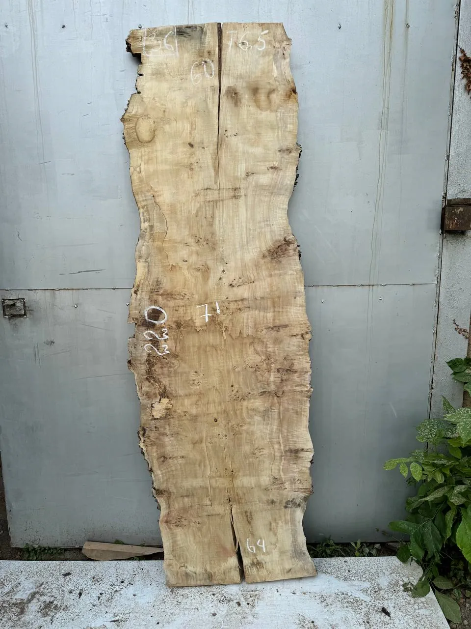 Cape poplar #36