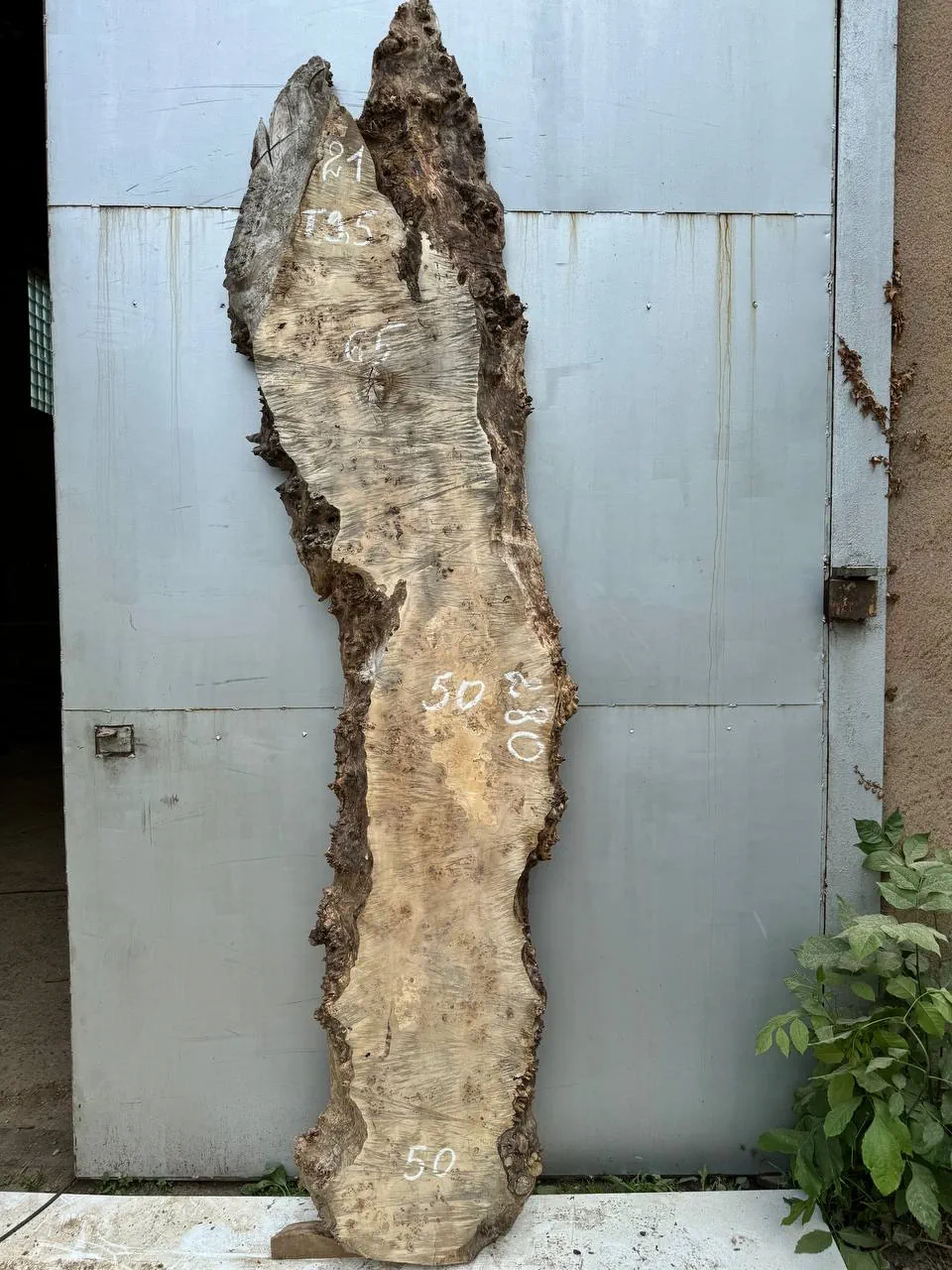 Cape poplar #21