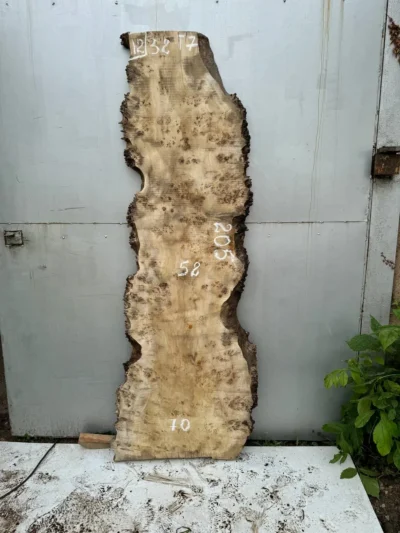 Cape poplar #12