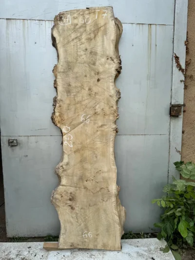 Cape poplar #37