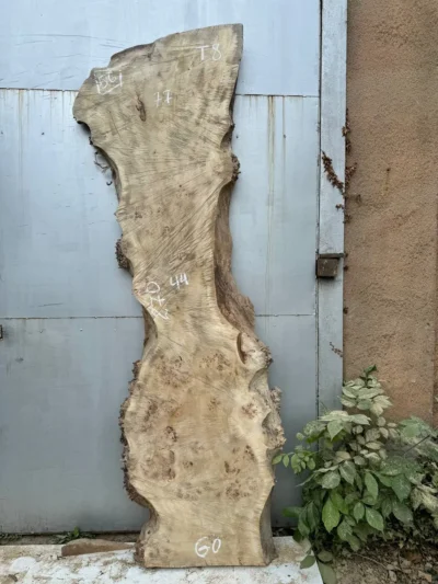 Cape poplar #56