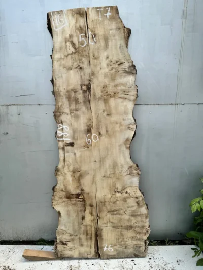 Cape poplar #16